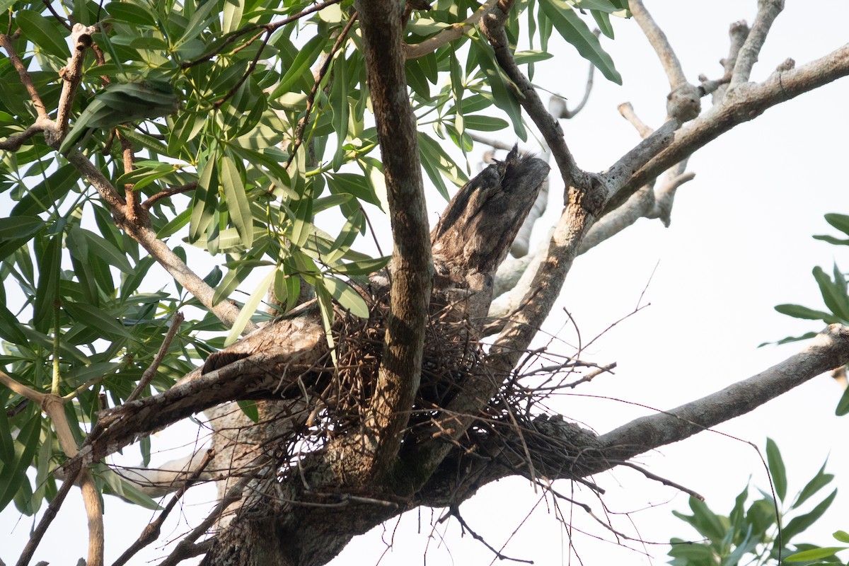 Papuan Frogmouth - ML643637284