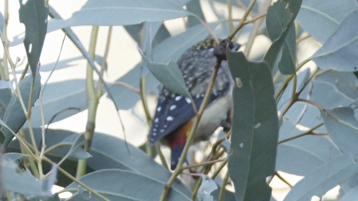 Spotted Pardalote - ML643637296