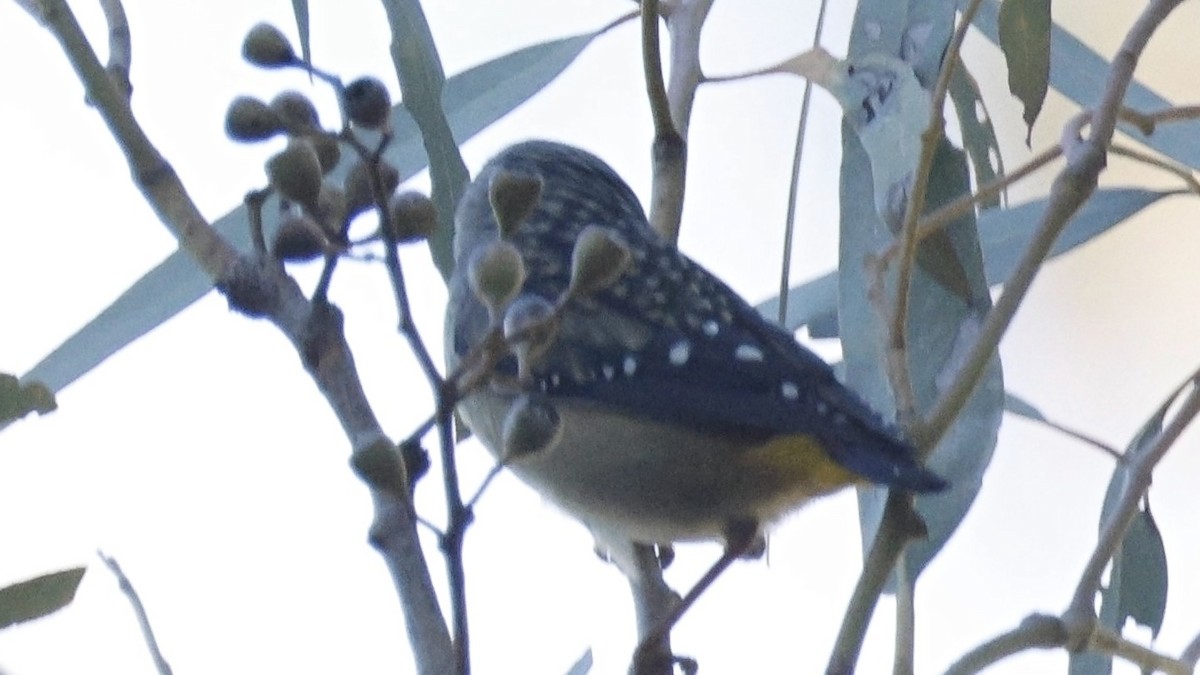 Spotted Pardalote - ML643637297