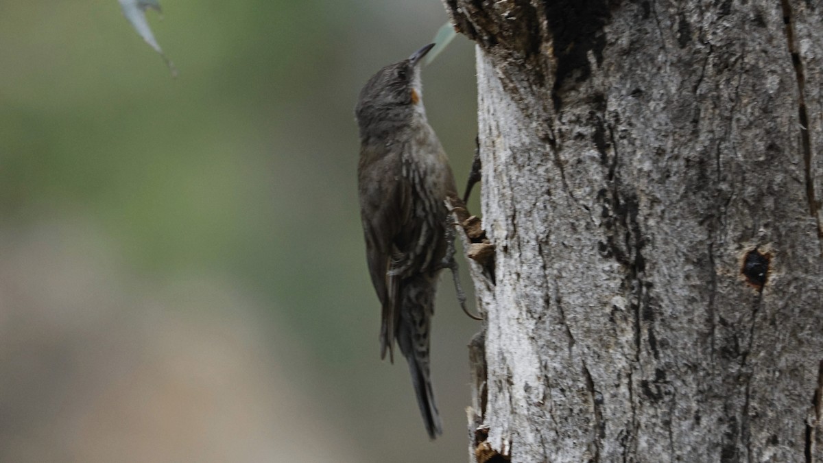 White-throated Treecreeper - ML643637300