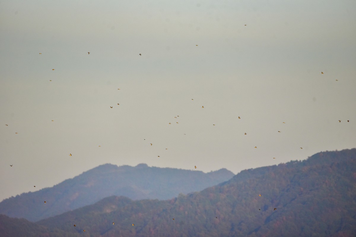 Yellow-breasted Bunting - ML643637305