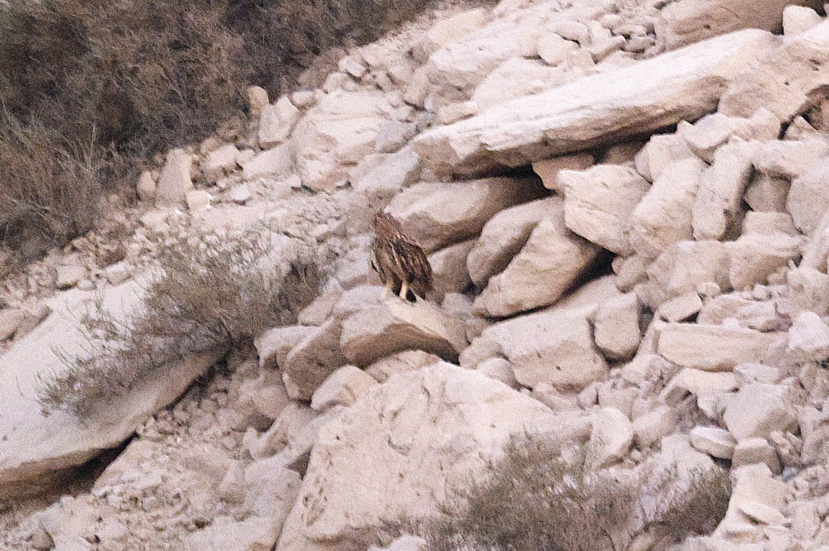 Pharaoh Eagle-Owl - ML643637320