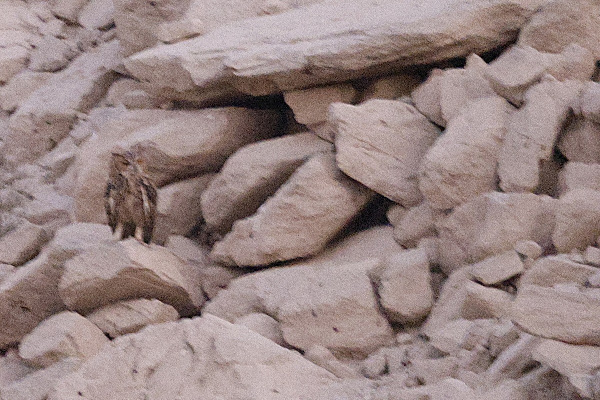 Pharaoh Eagle-Owl - ML643637322