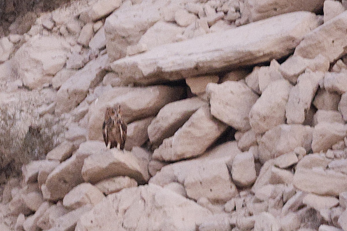 Pharaoh Eagle-Owl - ML643637325
