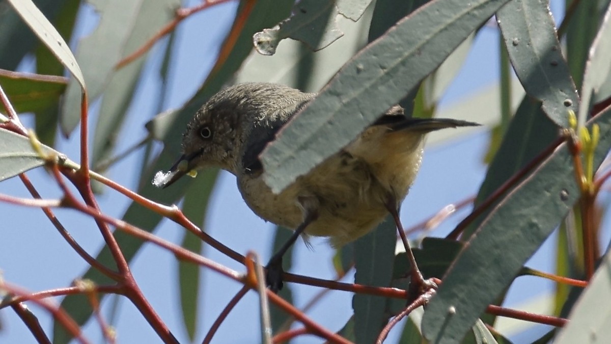 Buff-rumped Thornbill - ML643637326