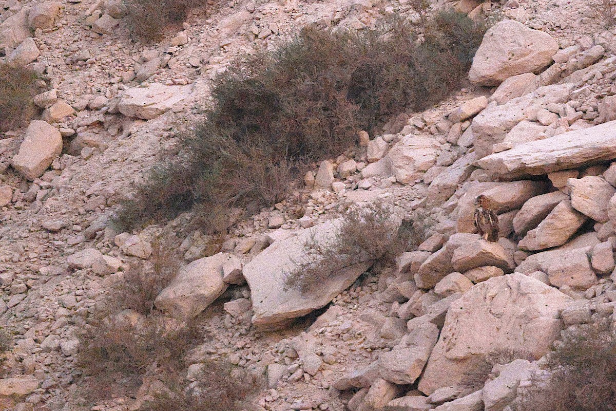 Pharaoh Eagle-Owl - ML643637327