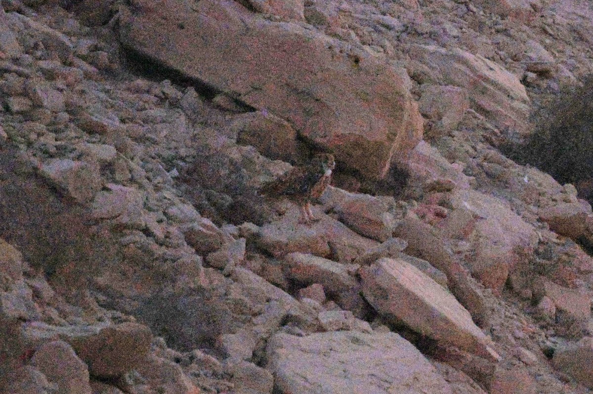 Pharaoh Eagle-Owl - ML643637328