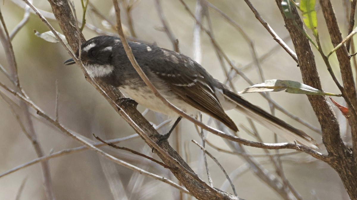 Gray Fantail - ML643637329