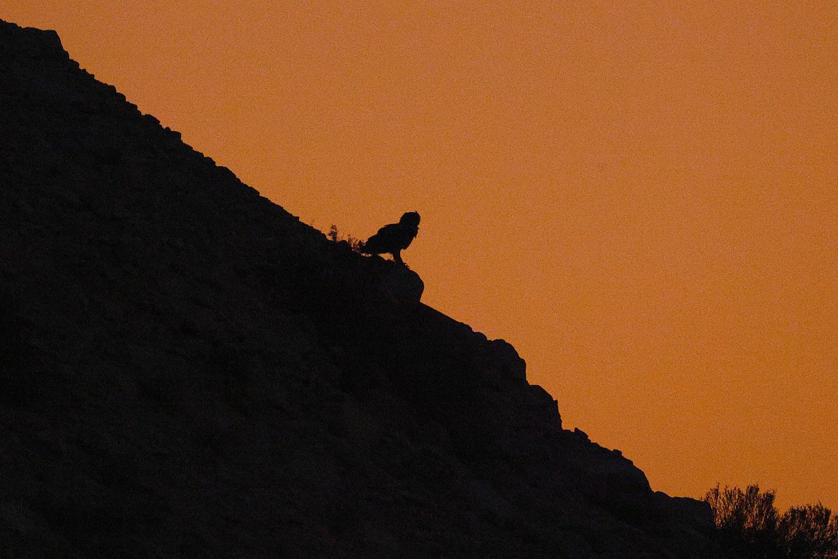 Pharaoh Eagle-Owl - ML643637331
