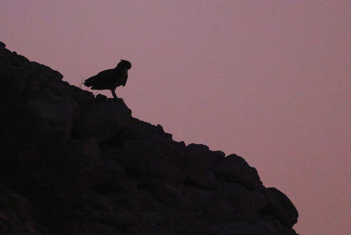 Pharaoh Eagle-Owl - ML643637332