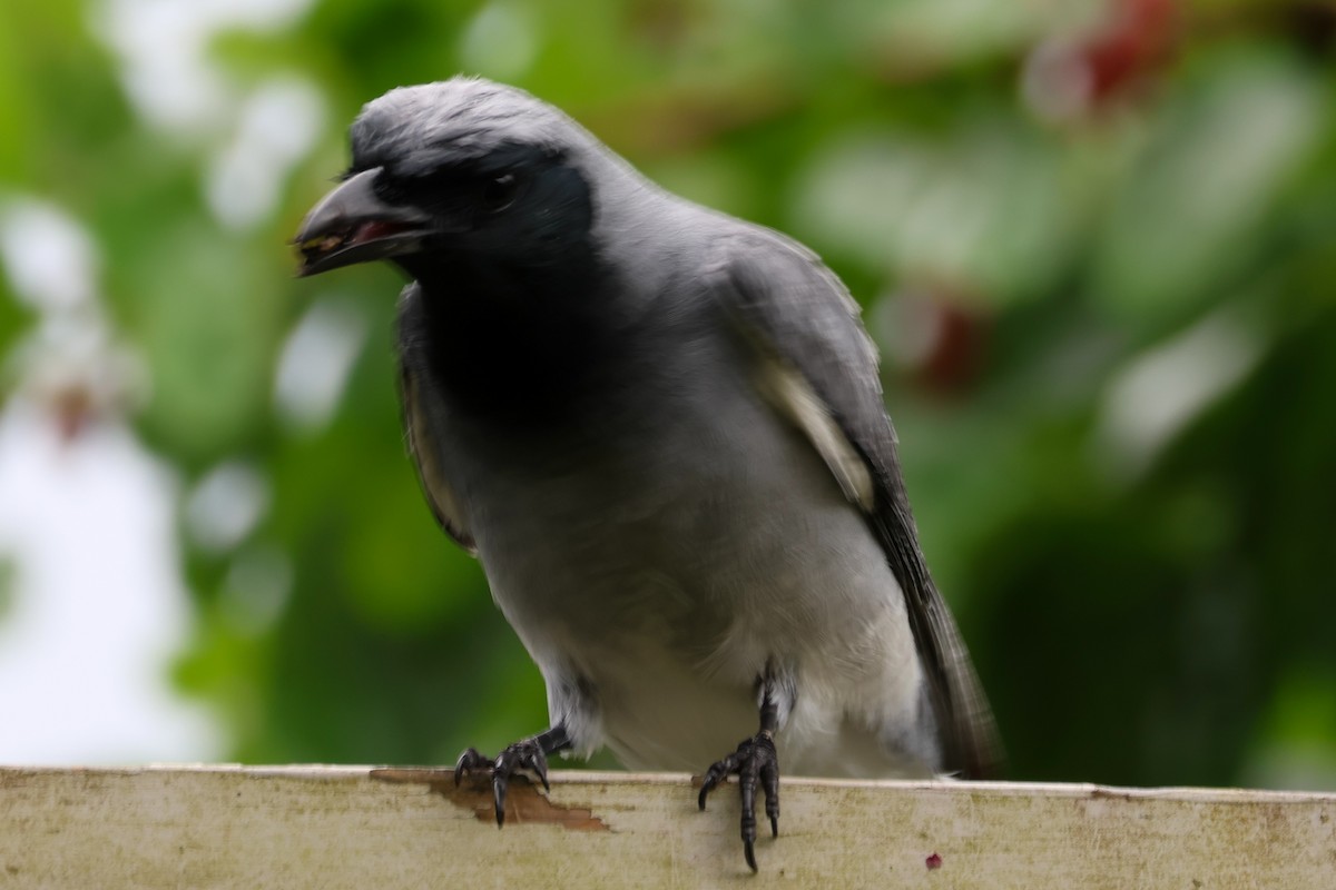 Black-faced Cuckooshrike - ML643637333