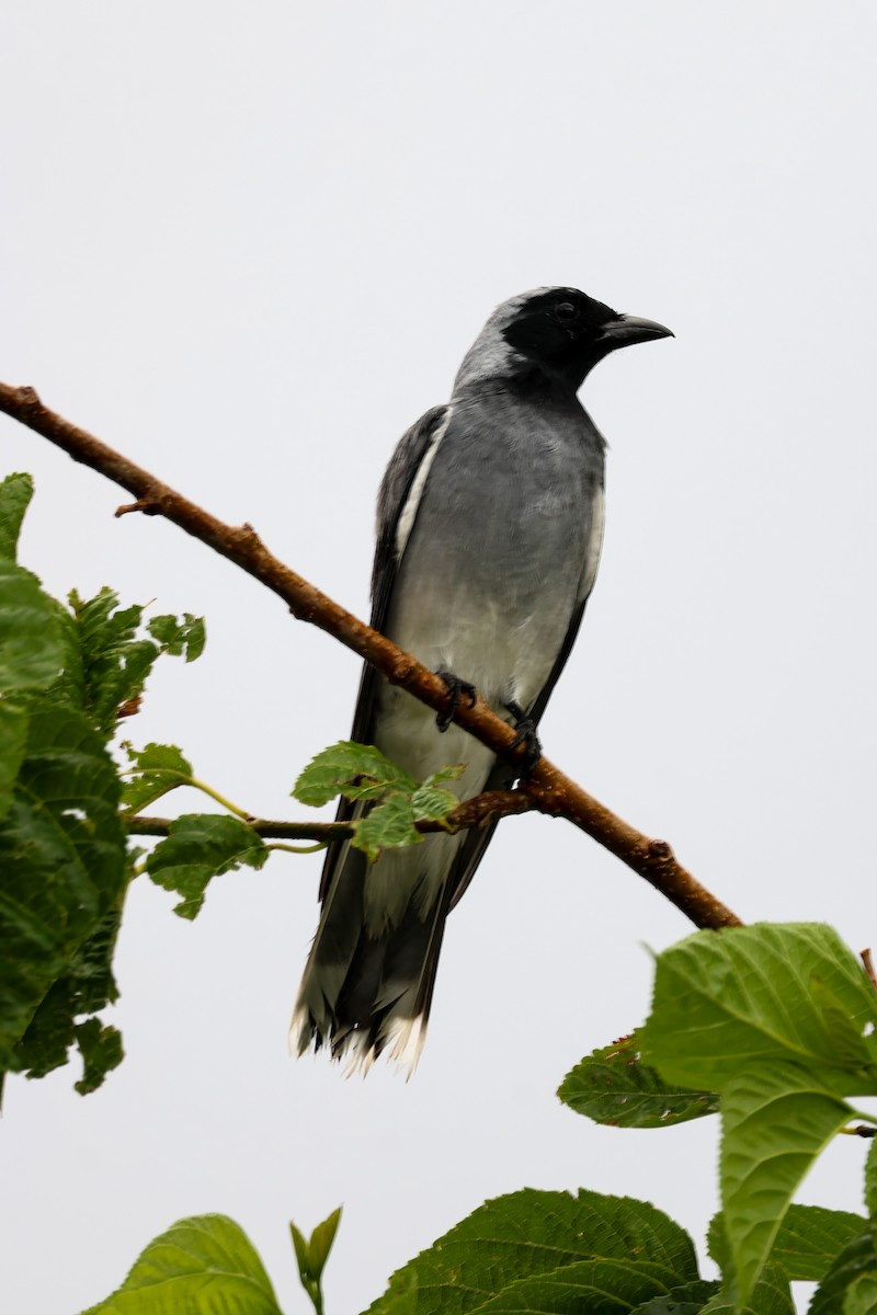 Black-faced Cuckooshrike - ML643637334