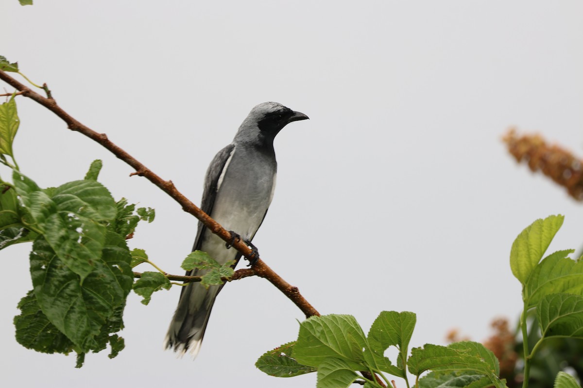 Black-faced Cuckooshrike - ML643637336