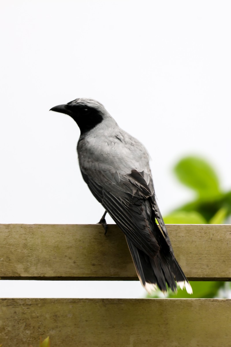 Black-faced Cuckooshrike - ML643637337