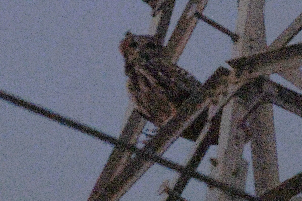 Pharaoh Eagle-Owl - ML643637343