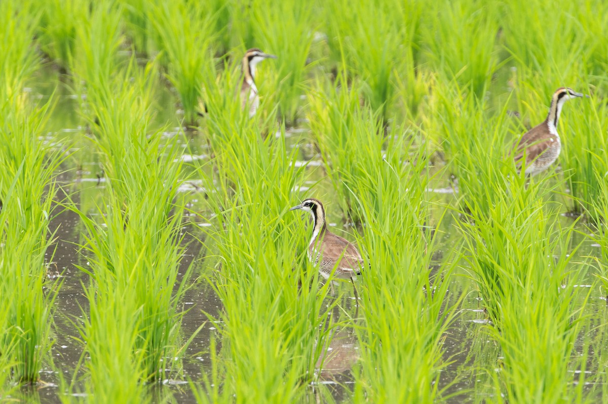 Pheasant-tailed Jacana - ML643637345
