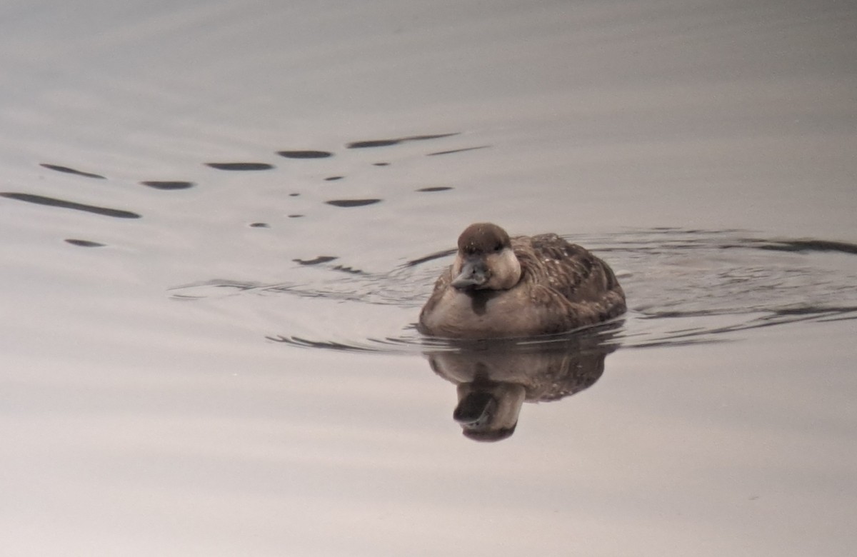 Common Scoter - ML643637353