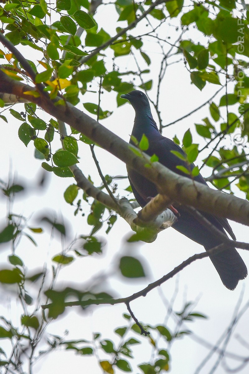 Black Wood-Pigeon - ML643637355