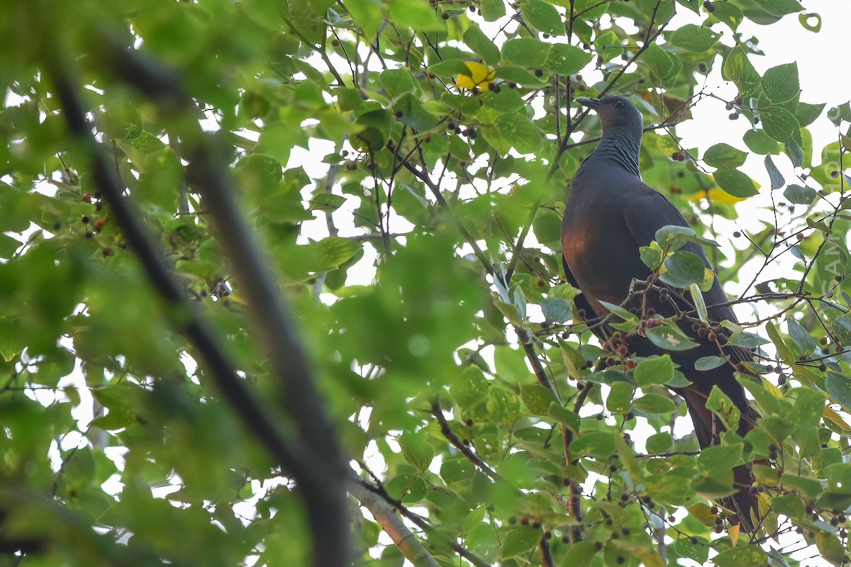 Black Wood-Pigeon - ML643637356