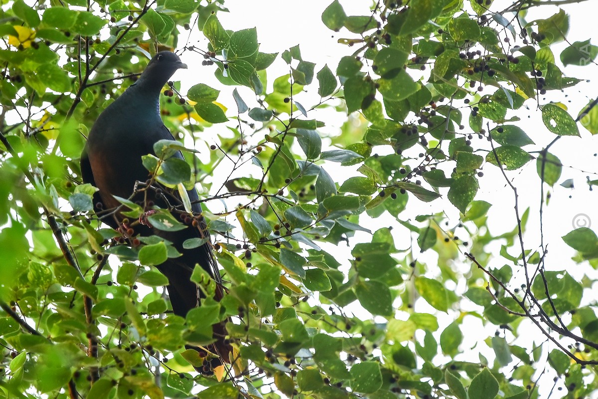 Black Wood-Pigeon - ML643637357