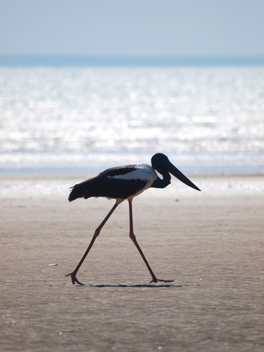 Black-necked Stork - ML643637411
