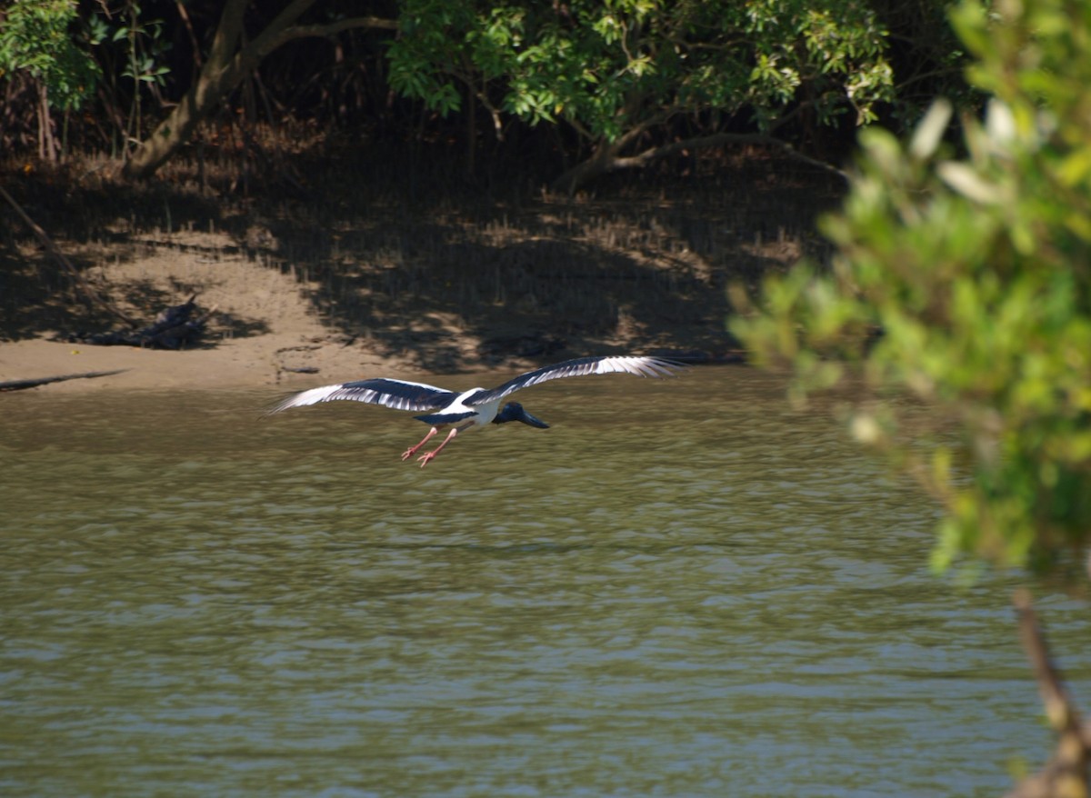 Black-necked Stork - ML643637412