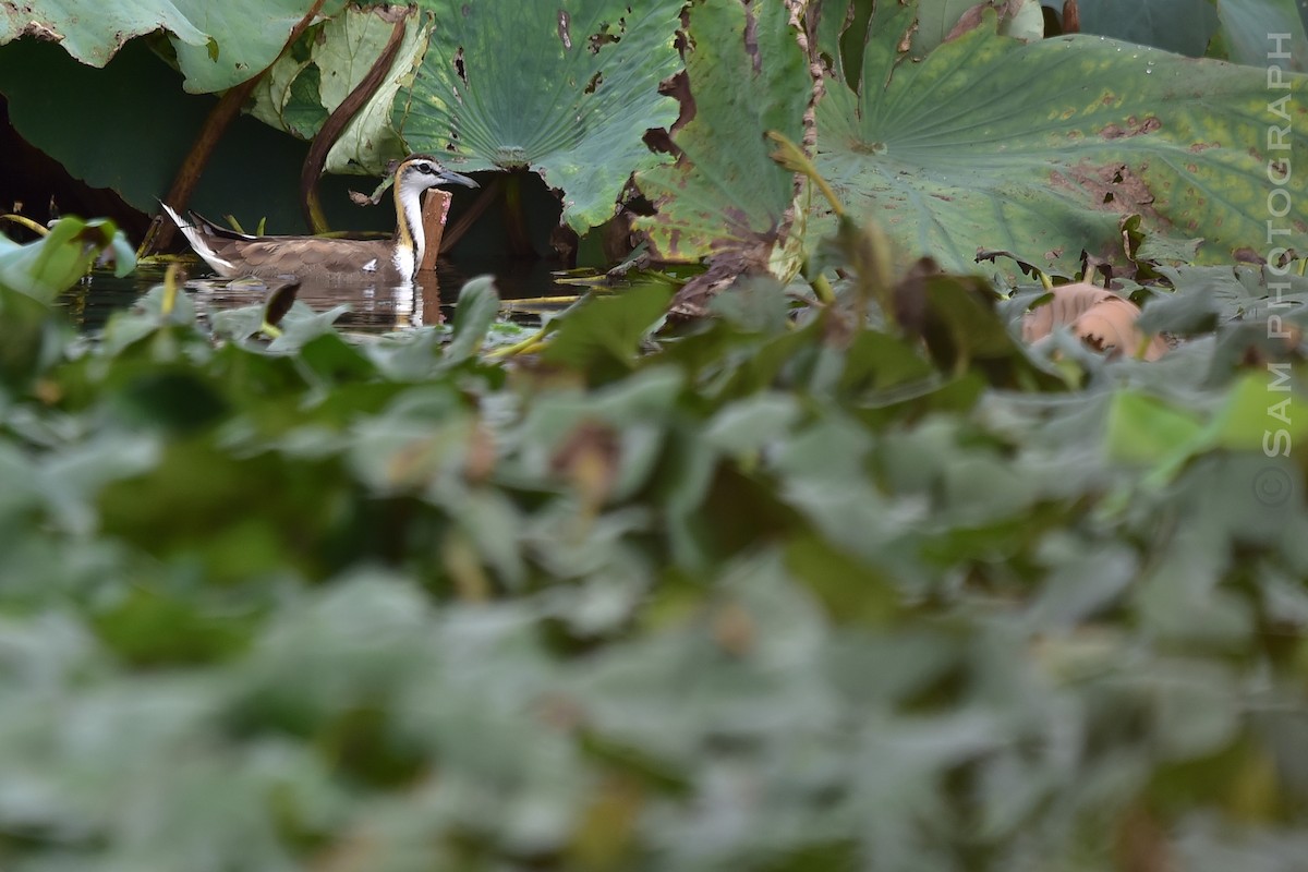 Pheasant-tailed Jacana - ML643637421