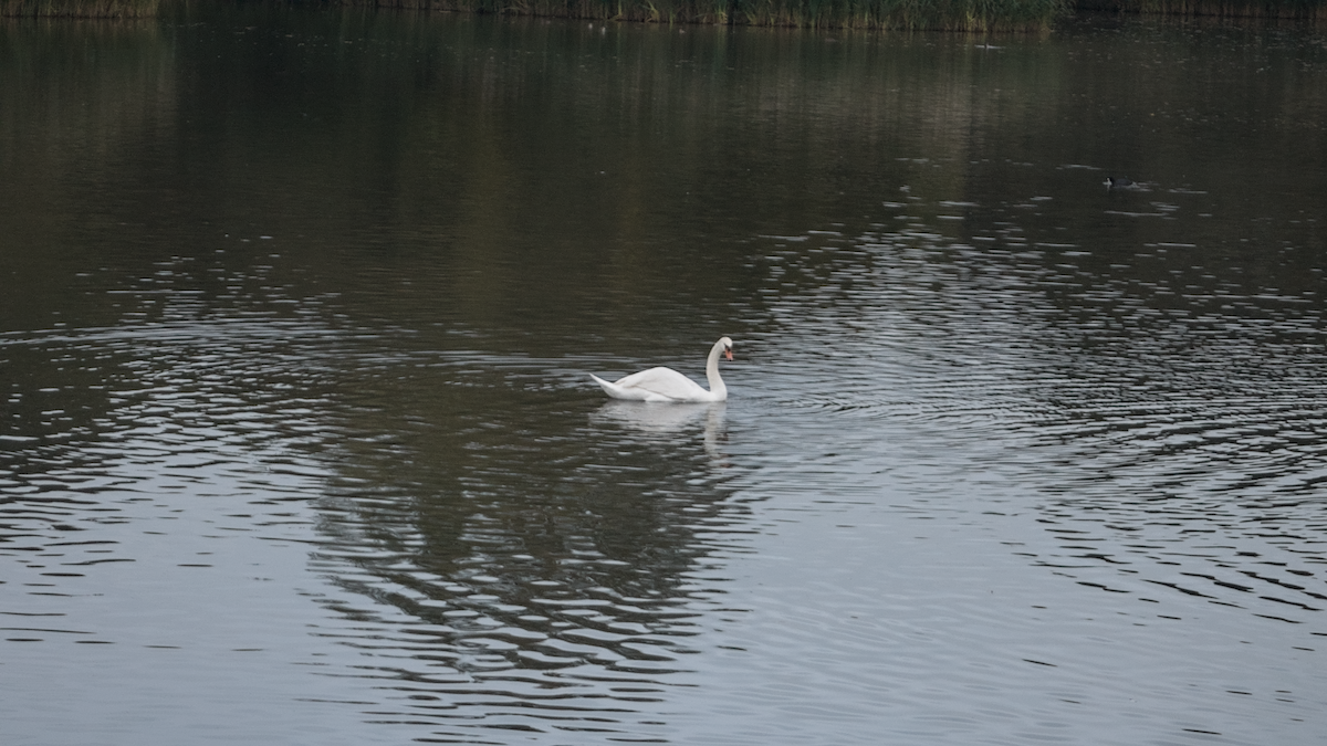 Mute Swan - ML643637497