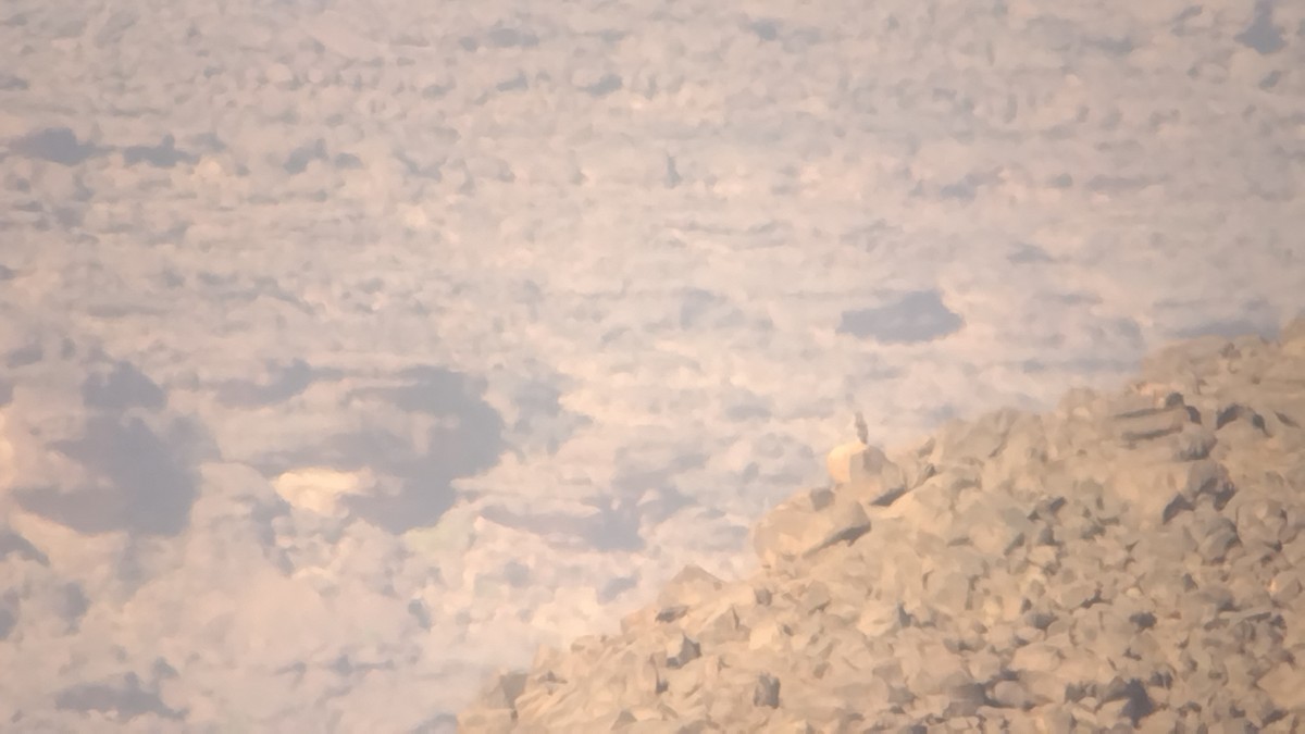Beaudouin's Snake-Eagle - ML643637528