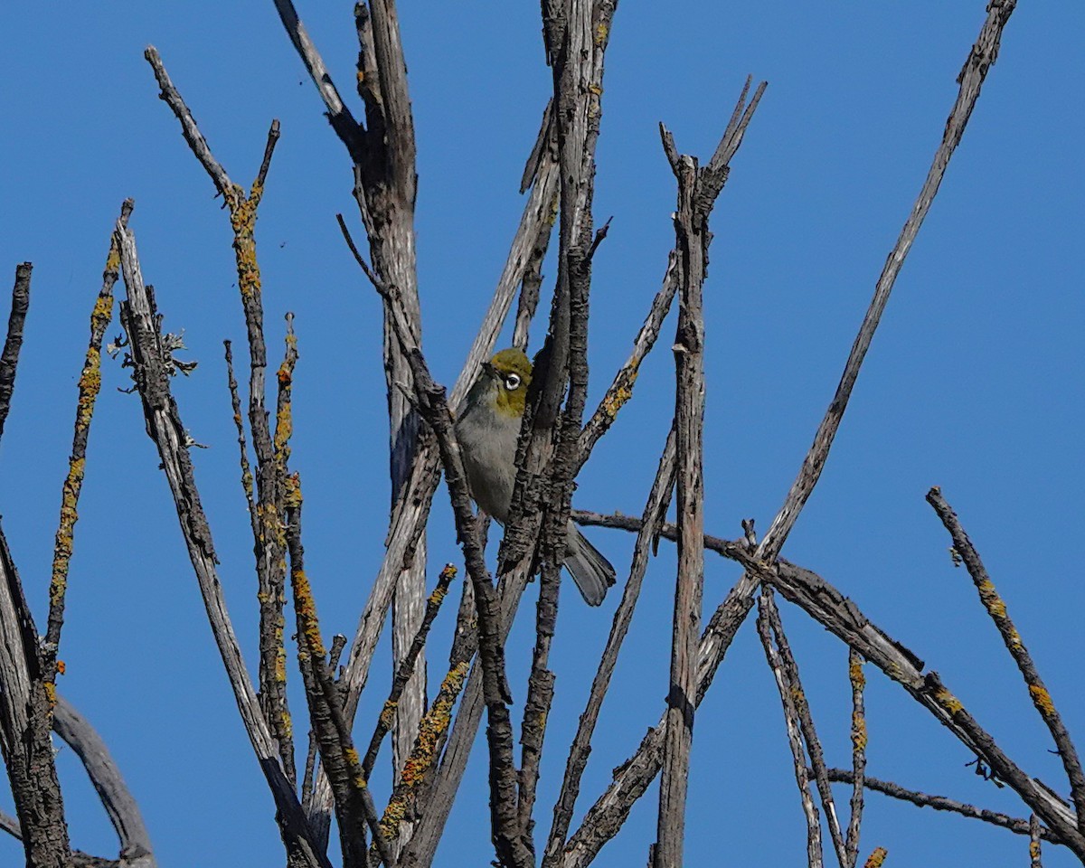 Silvereye - ML643637553