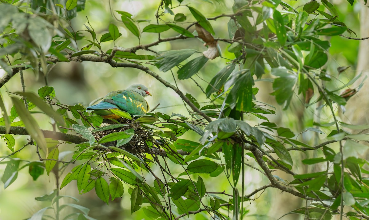 Wompoo Fruit-Dove - ML643637586