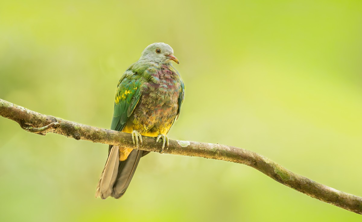 Wompoo Fruit-Dove - ML643637596