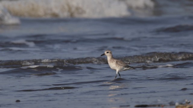 Black-bellied Plover - ML643637603