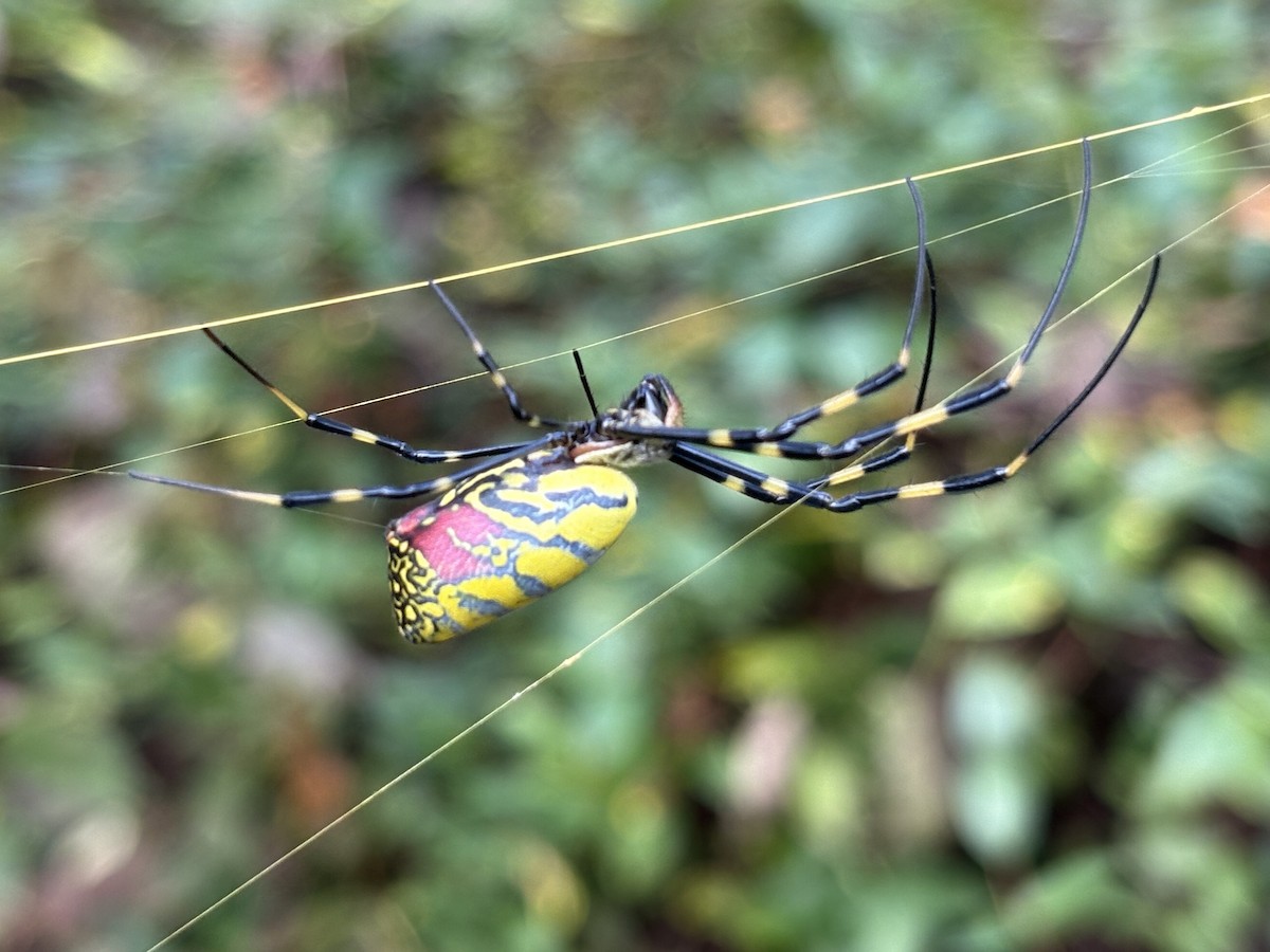 Joro Spider - ML643637604