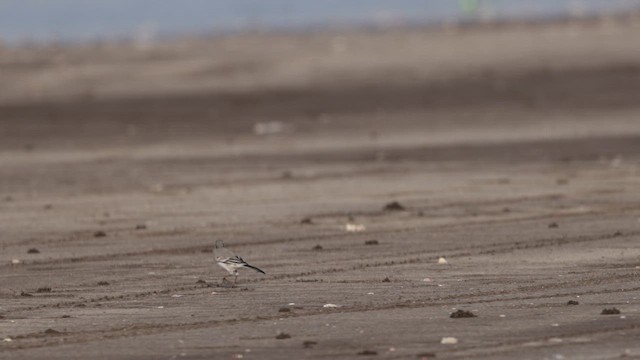 White Wagtail - ML643637608