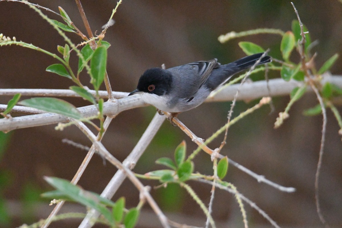 Sardinian Warbler - ML643637618