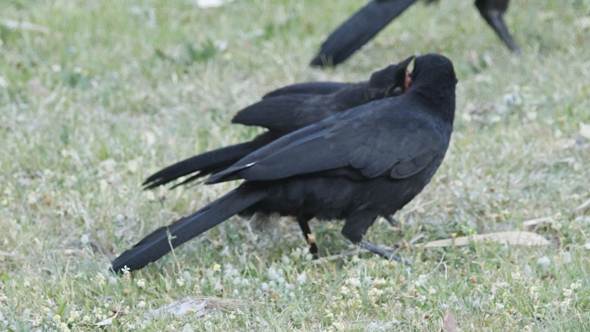 White-winged Chough - ML643637626