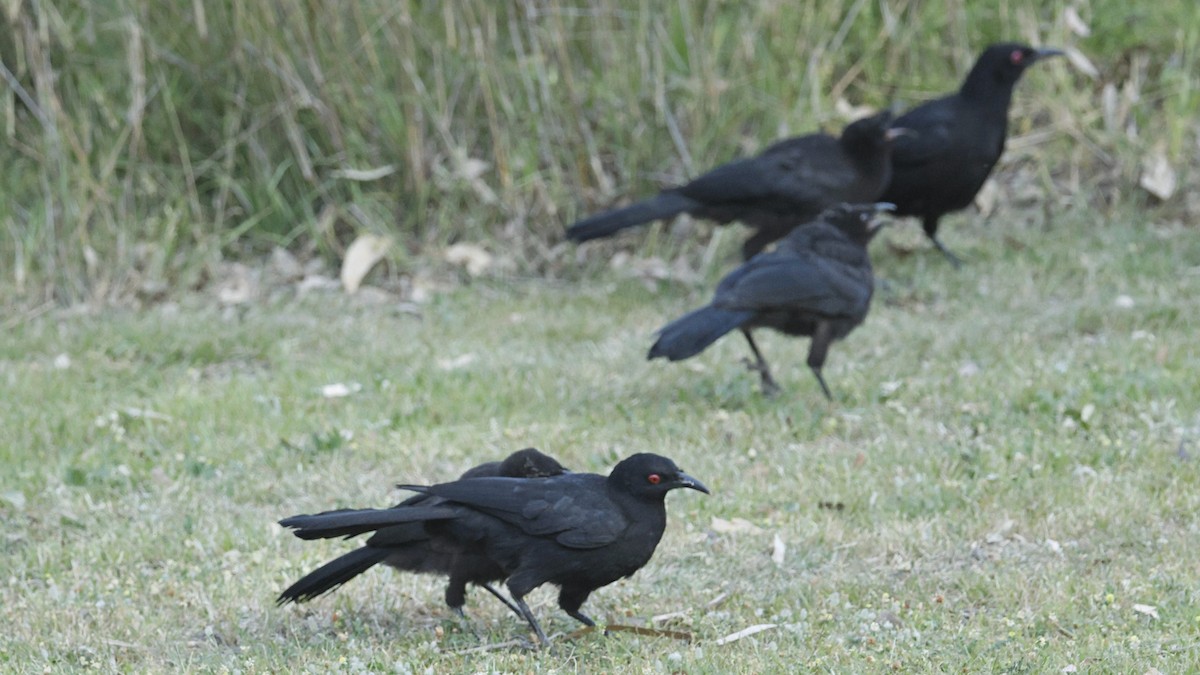 White-winged Chough - ML643637627