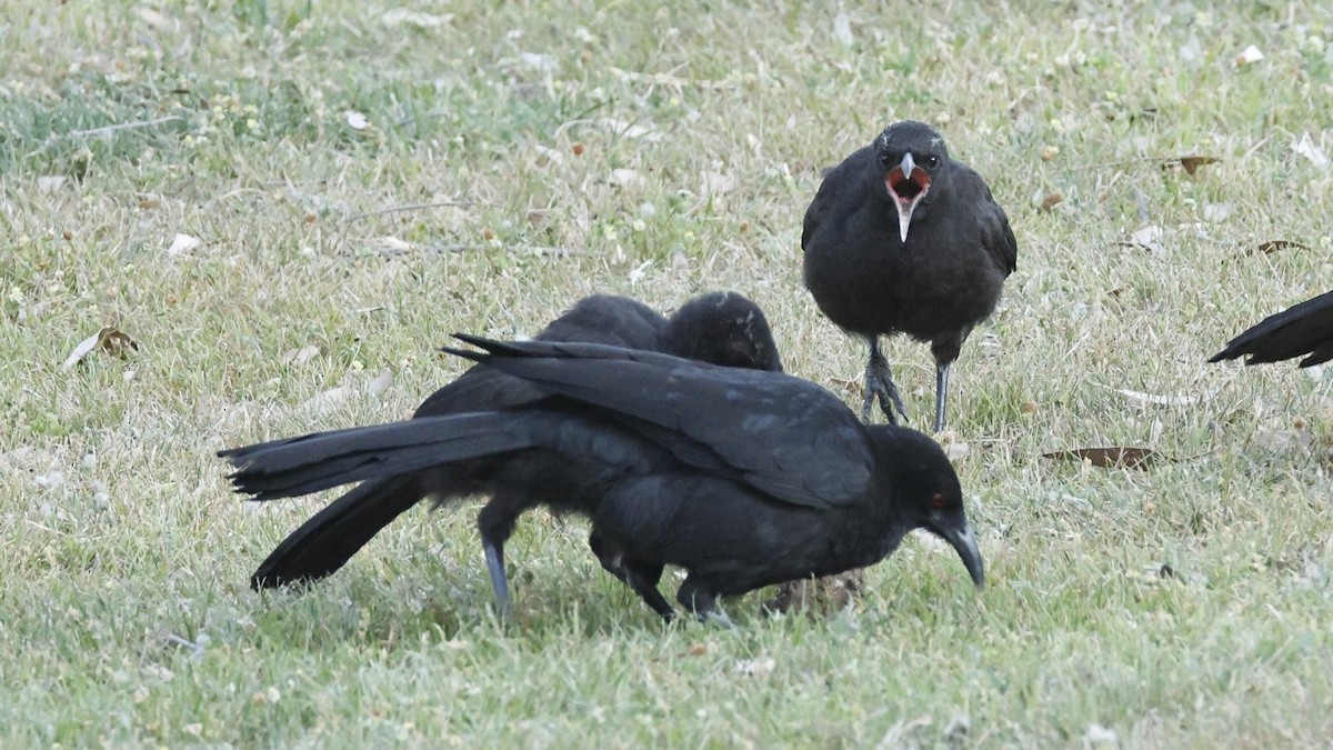 White-winged Chough - ML643637628