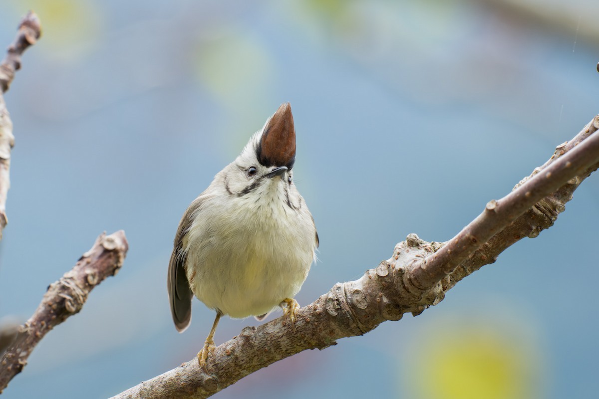 Taiwan Yuhina - ML643637635