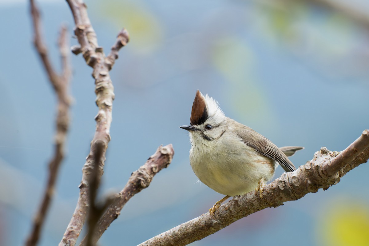 Taiwan Yuhina - ML643637636