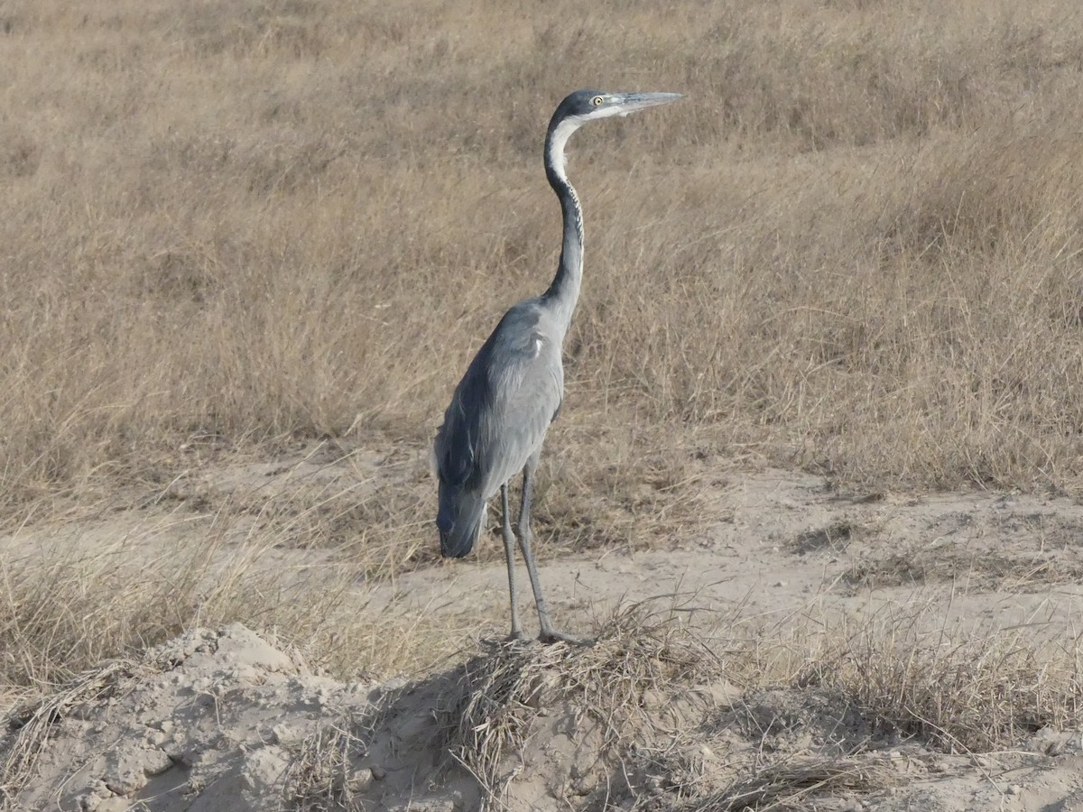 Black-headed Heron - ML643637653