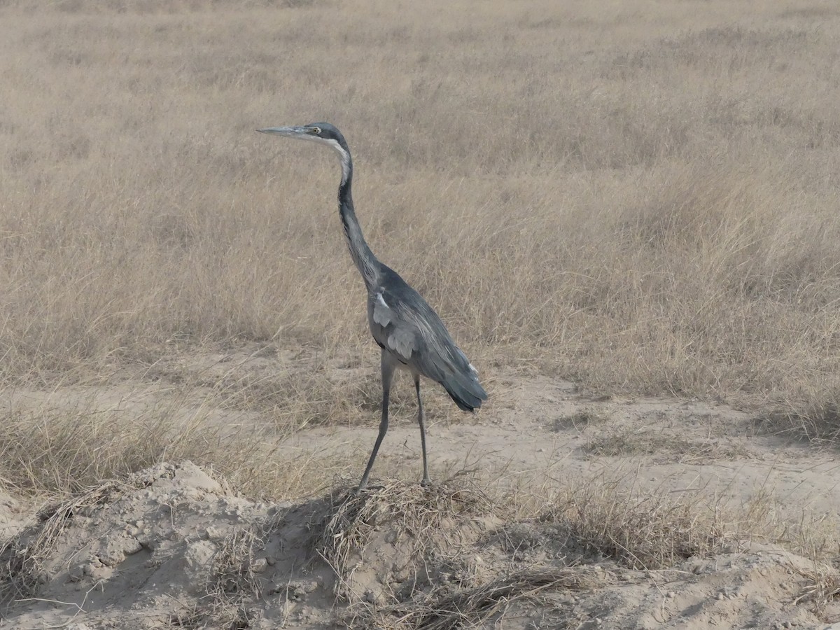 Black-headed Heron - ML643637654