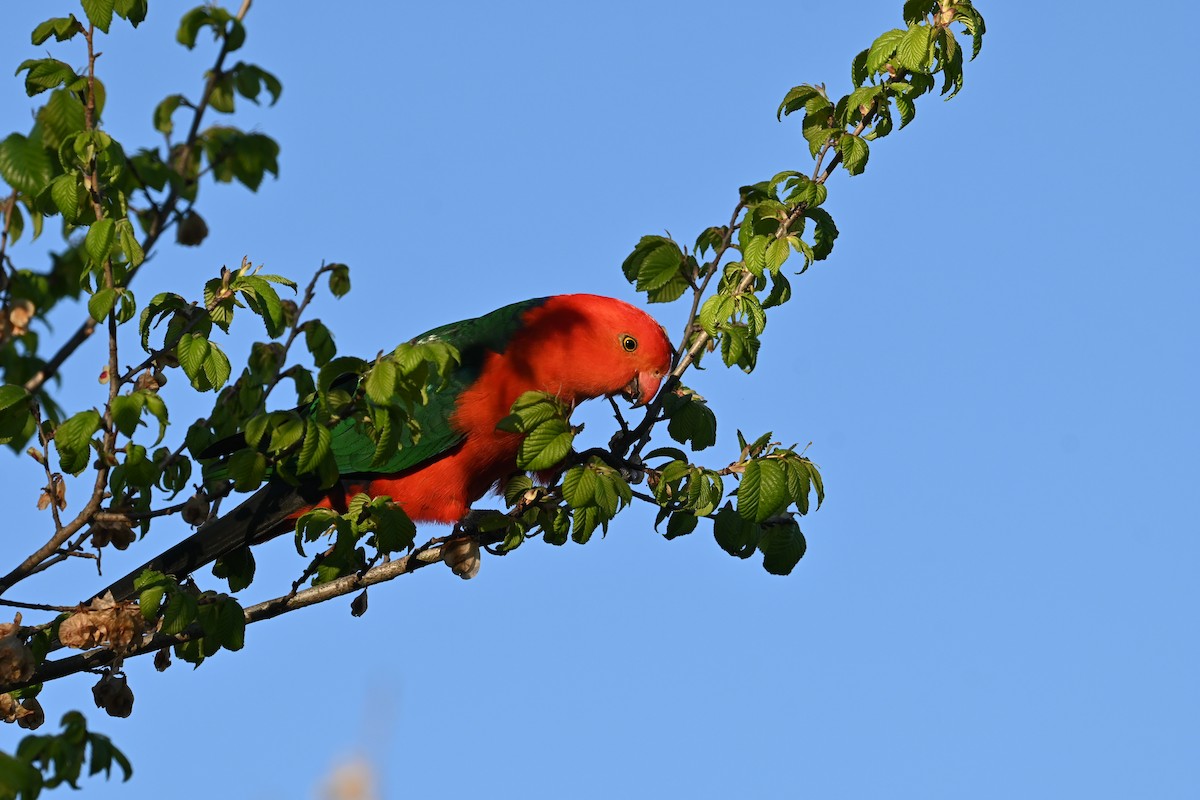 Australian King-Parrot - ML643637655