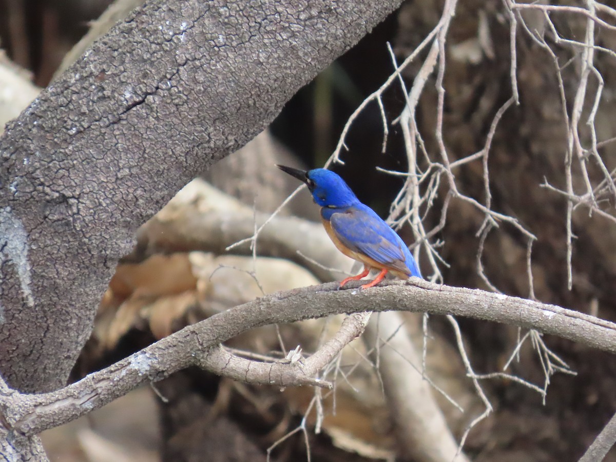 Azure Kingfisher - ML643637673