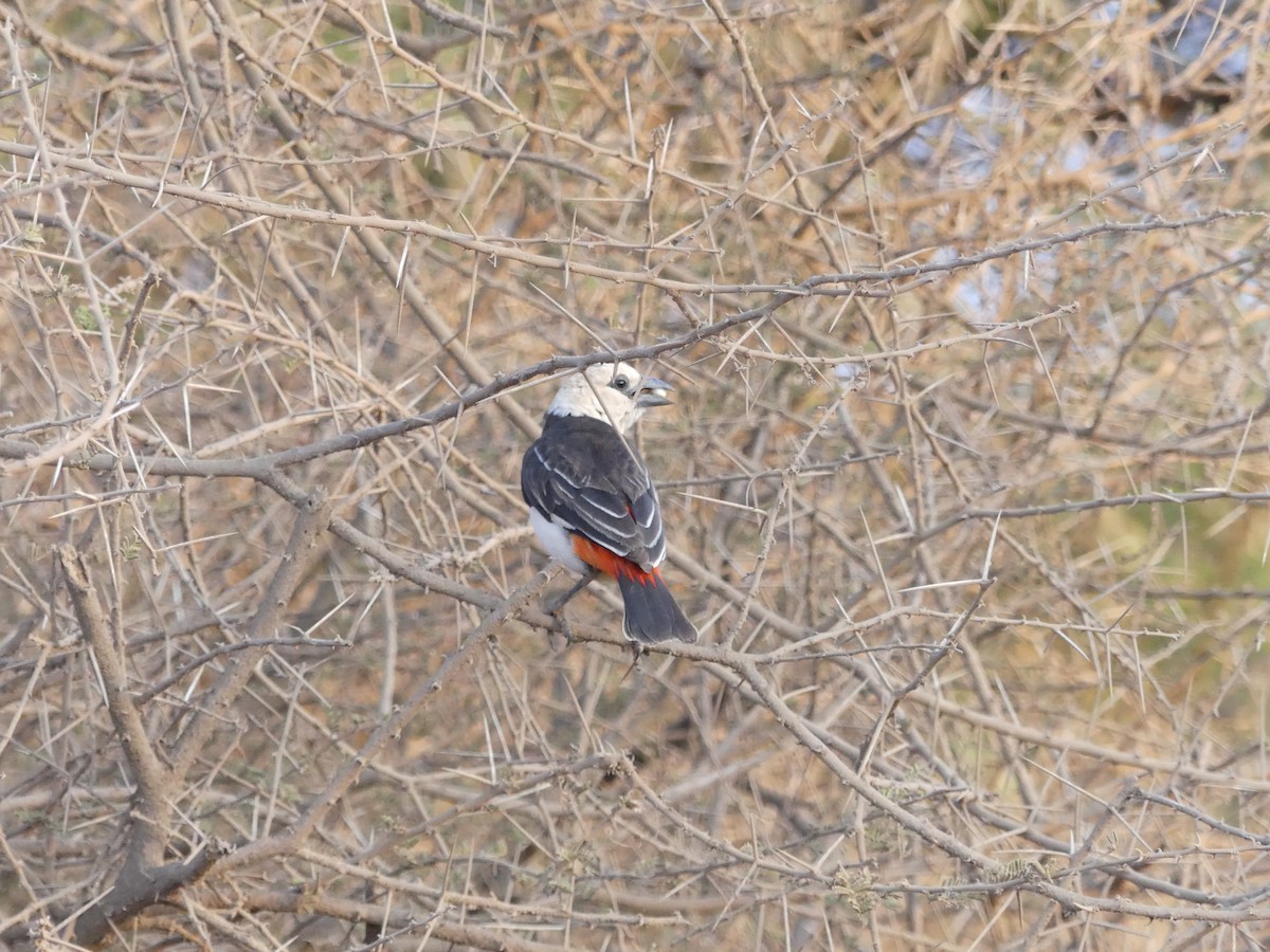 Alecto à tête blanche - ML643637681