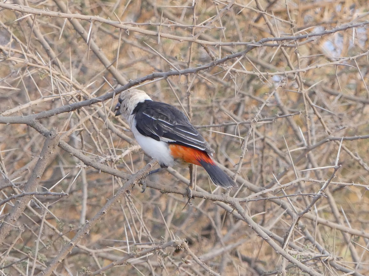 Alecto à tête blanche - ML643637699