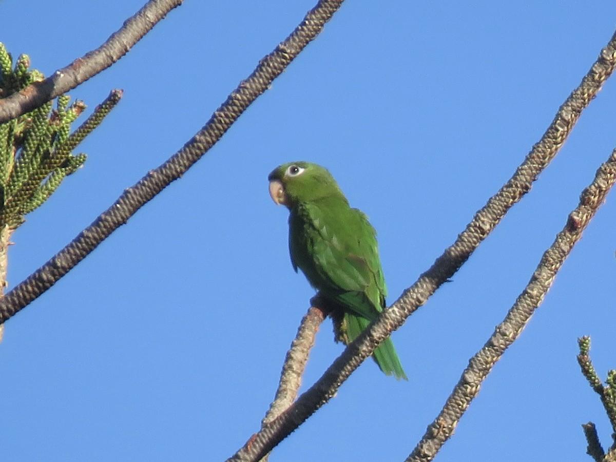 Hispaniolan Parakeet - ML643637742