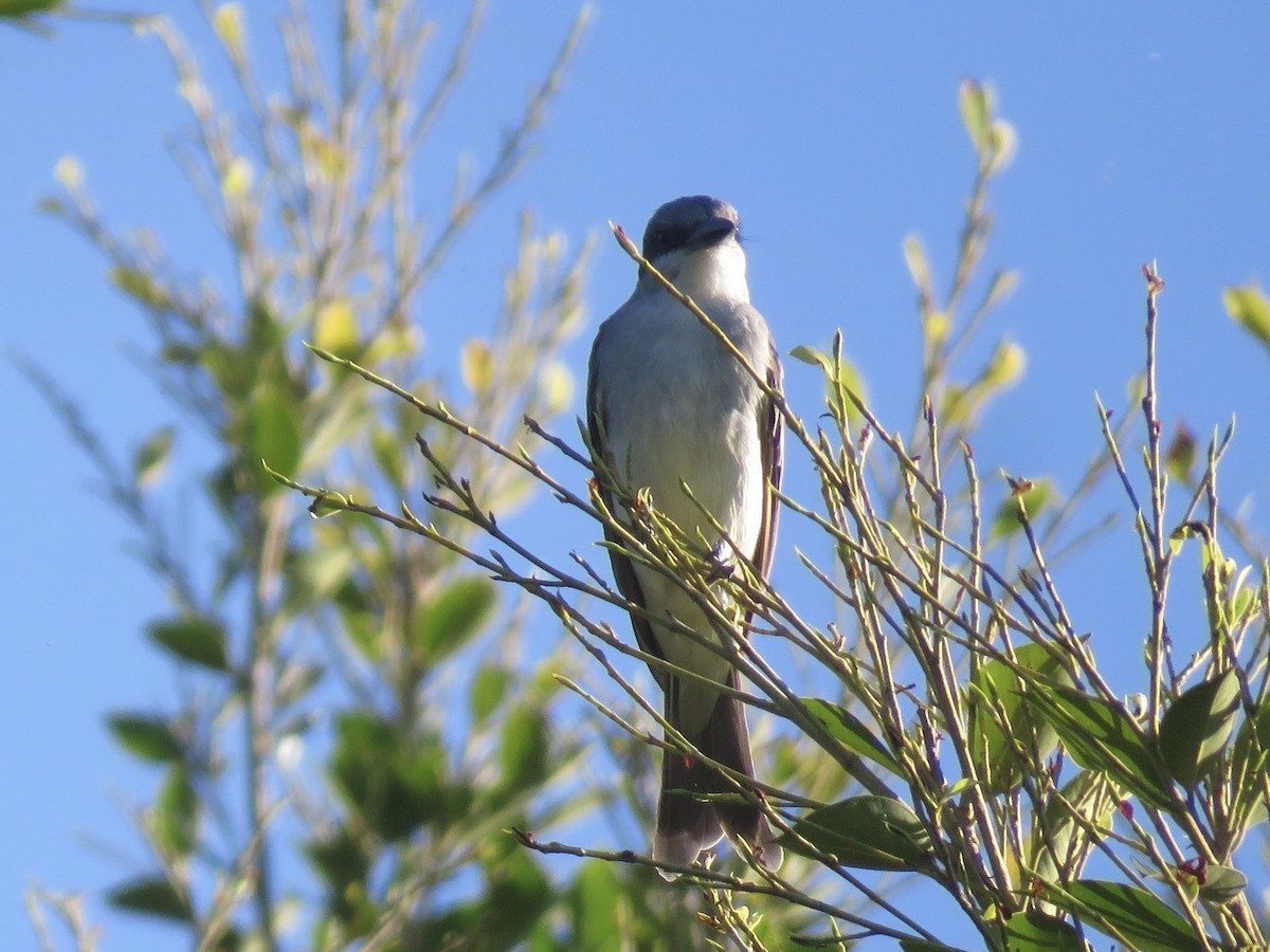Gray Kingbird - ML643637750