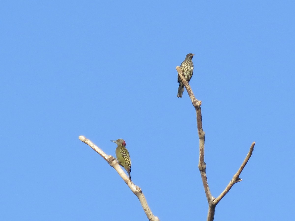 Palmchat - ML643637751